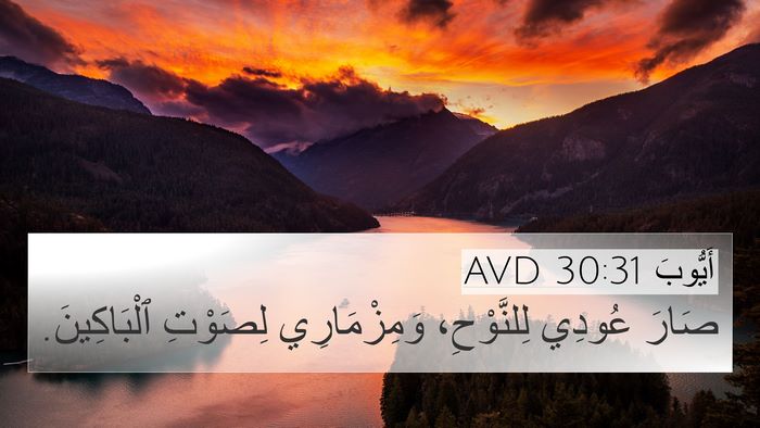 أَيُّوبَ 30:31 AVD 4K Wallpaper - صَارَ عُودِي لِلنَّوْحِ، - 4K Wallpaper Bible Verse