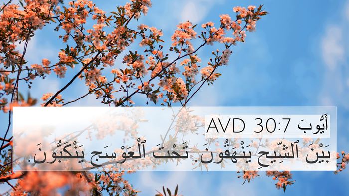 أَيُّوبَ 30:7 AVD Bible Verse Image