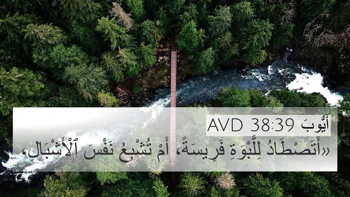 أَيُّوبَ 38:39 AVD Bible Verse Image