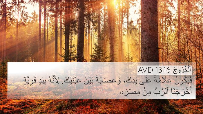 اَلْخُرُوجُ 13:16 AVD Bible Verse Image