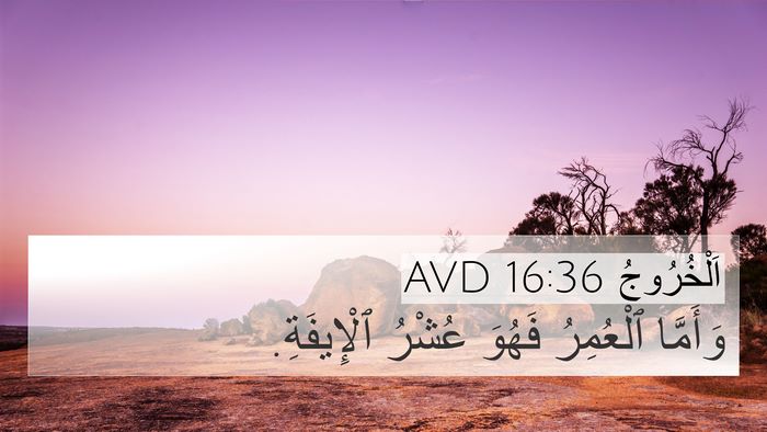 اَلْخُرُوجُ 16:36 AVD Bible Verse Image