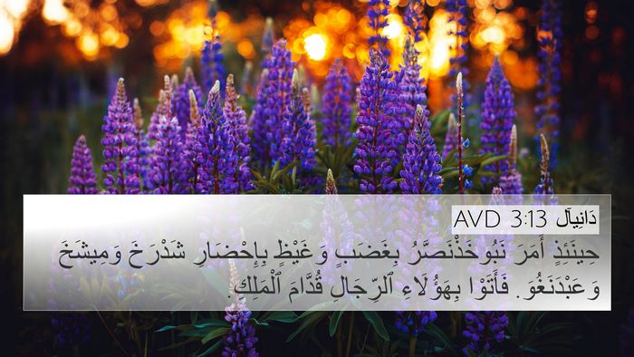 دَانِيآل 3:13 AVD Bible Verse Image