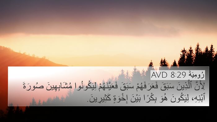 رُومِيَةَ 8:29 AVD Bible Verse Image