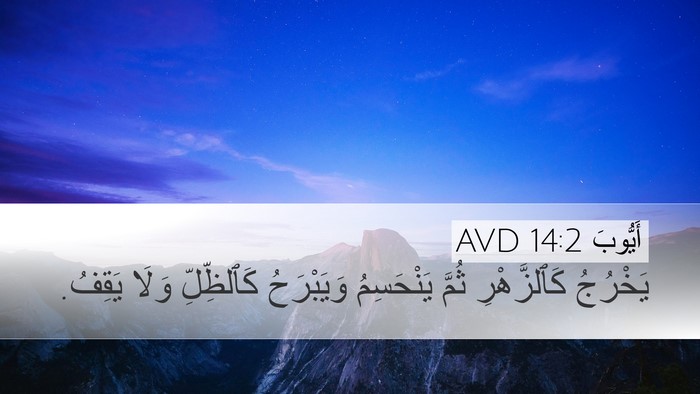 أَيُّوبَ 14:2 AVD Bible Verse Image