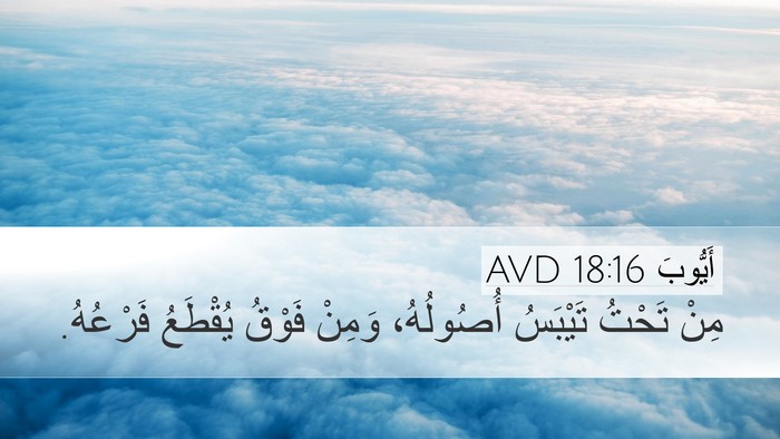 أَيُّوبَ 18:16 AVD Bible Verse Image