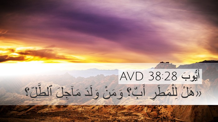 أَيُّوبَ 38:28 AVD Desktop Wallpaper - «هَلْ لِلْمَطَرِ أَبٌ؟ - Desktop Bible Verse Wallpaper