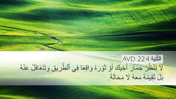 اَلتَّثْنِيَة 22:4 AVD Bible Verse Image