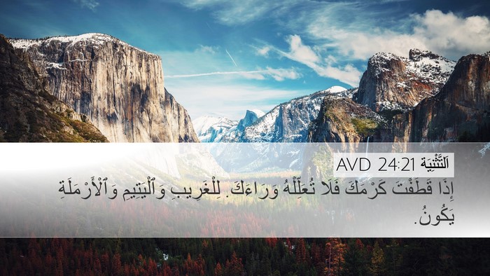 اَلتَّثْنِيَة 24:21 AVD Desktop Wallpaper - إِذَا قَطَفْتَ كَرْمَكَ - Desktop Bible Verse Wallpaper