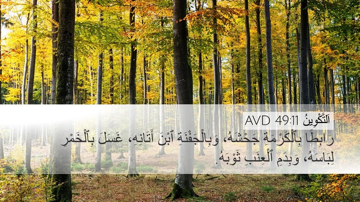 اَلتَّكْوِينُ 49:11 AVD Bible Verse Image