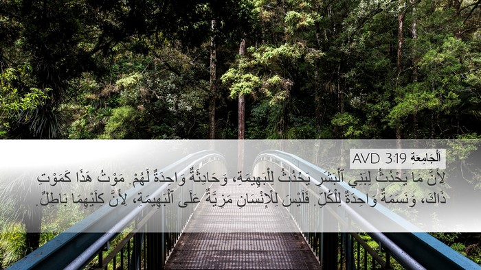 اَلْجَامِعَةِ 3:19 AVD Bible Verse Image