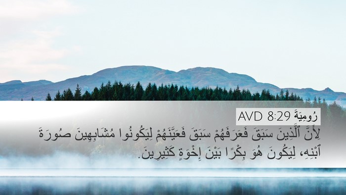 رُومِيَةَ 8:29 AVD Bible Verse Image