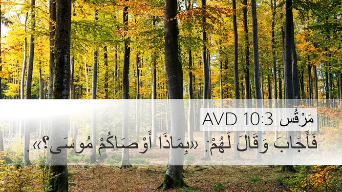 مَرْقُس 10:3 AVD Desktop Wallpaper - فَأَجَابَ وَقَالَ لَهُمْ: - Desktop Bible Verse Wallpaper
