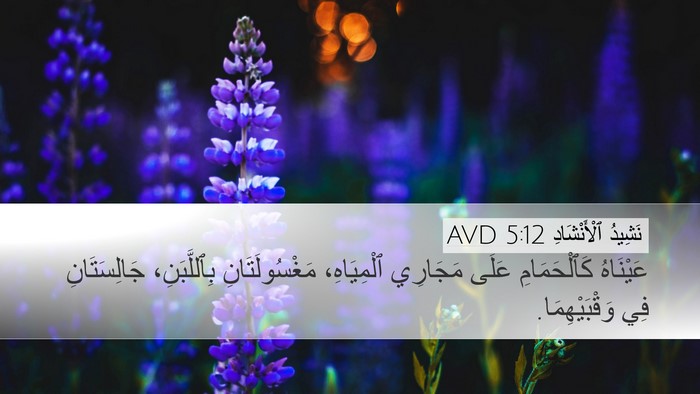 نَشِيدُ ٱلْأَنْشَادِ 5:12 AVD Bible Verse Image