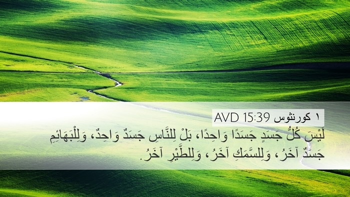 ١ كورنثوس 15:39 AVD Desktop Wallpaper - لَيْسَ كُلُّ جَسَدٍ - Desktop Bible Verse Wallpaper