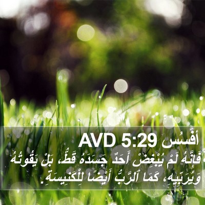 أفَسُس 5:29 AVD Bible Verse Image
