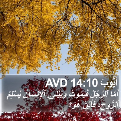 أَيُّوبَ 14:10 AVD Bible Verse Image