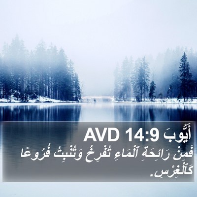 أَيُّوبَ 14:9 AVD Bible Verse Image
