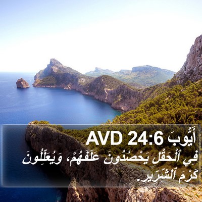 أَيُّوبَ 24:6 AVD Bible Verse Image