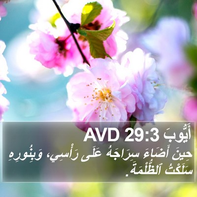 أَيُّوبَ 29:3 AVD Bible Verse Image