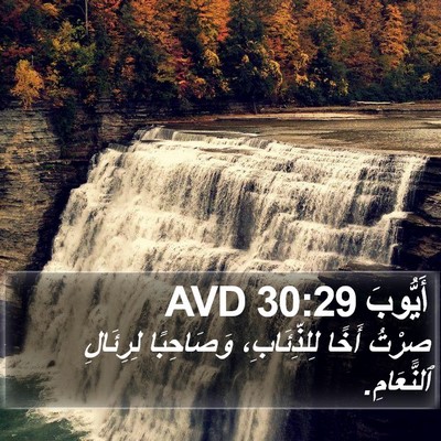 أَيُّوبَ 30:29 AVD Bible Verse Image