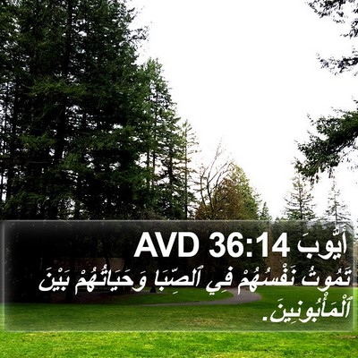 أَيُّوبَ 36:14 AVD Bible Verse Image
