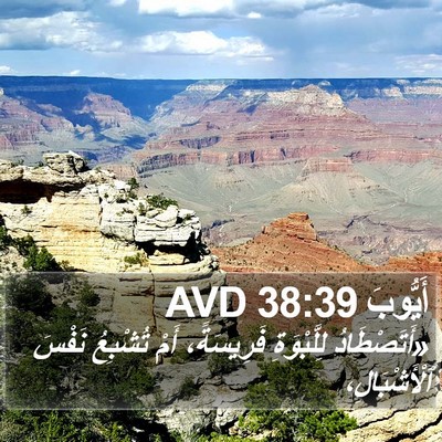 أَيُّوبَ 38:39 AVD Bible Verse Image