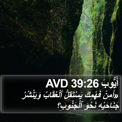 أَيُّوبَ 39:26 AVD Bible Verse Image