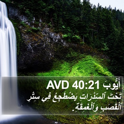 أَيُّوبَ 40:21 AVD Bible Verse Image