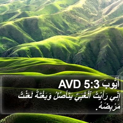أَيُّوبَ 5:3 AVD Bible Verse Image