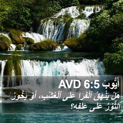 أَيُّوبَ 6:5 AVD Bible Verse Image