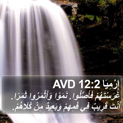إِرْمِيَا 12:2 AVD Bible Verse Image