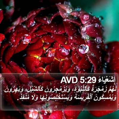 إِشَعْيَاءَ 5:29 AVD Bible Verse Image