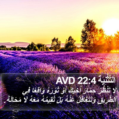 اَلتَّثْنِيَة 22:4 AVD Bible Verse Image