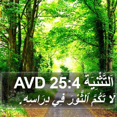 اَلتَّثْنِيَة 25:4 AVD Bible Verse Image