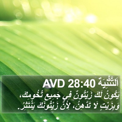 اَلتَّثْنِيَة 28:40 AVD Bible Verse Image
