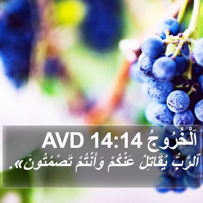 اَلْخُرُوجُ 14:14 AVD Bible Verse Image