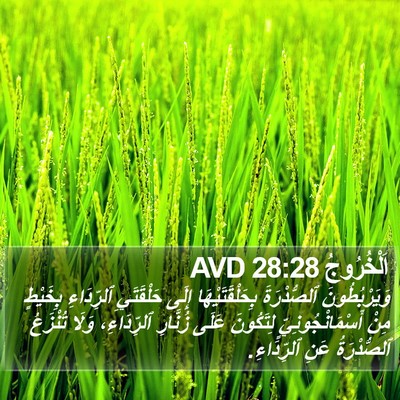 اَلْخُرُوجُ 28:28 AVD Bible Verse Image