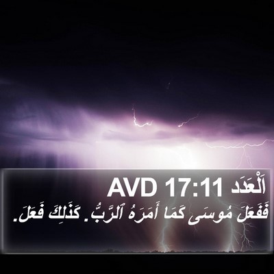 اَلْعَدَد 17:11 AVD Bible Verse Image