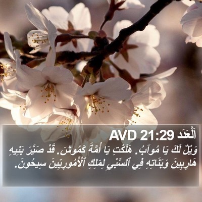اَلْعَدَد 21:29 AVD Bible Verse Image