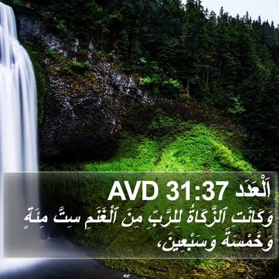 اَلْعَدَد 31:37 AVD Bible Verse Image