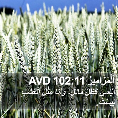 اَلْمَزَامِيرُ 102:11 AVD Bible Verse Image