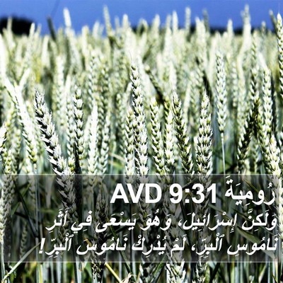 رُومِيَةَ 9:31 AVD Bible Verse Image