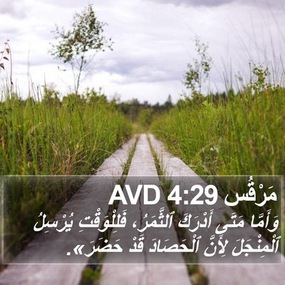 مَرْقُس 4:29 AVD Bible Verse Image