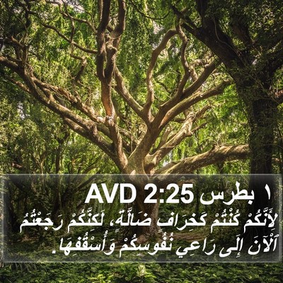 ١ بطرس 2:25 AVD Bible Verse Image