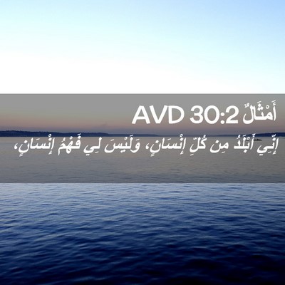 Picture 02 - أَمْثَالٌ 30:2 AVD - إِنِّي أَبْلَدُ مِن كُلِّ - Bible Verse Picture