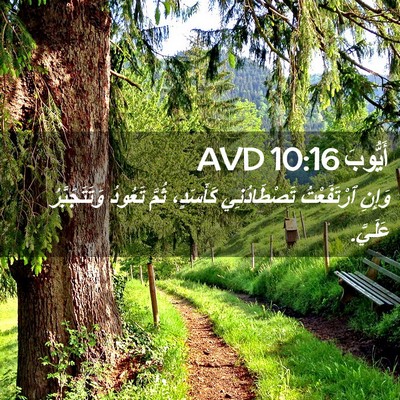 Picture 02 - أَيُّوبَ 10:16 AVD - وَإِنِ ٱرْتَفَعْتُ - Bible Verse Picture