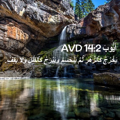 Picture 02 - أَيُّوبَ 14:2 AVD - يَخْرُجُ كَٱلزَّهْرِ - Bible Verse Picture