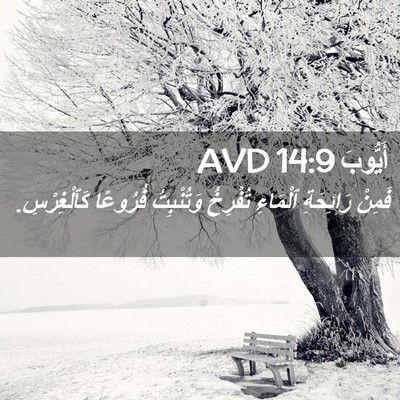 Picture 02 - أَيُّوبَ 14:9 AVD - فَمِنْ رَائِحَةِ ٱلْمَاءِ - Bible Verse Picture