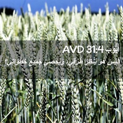 Picture 02 - أَيُّوبَ 31:4 AVD - أَلَيْسَ هُوَ يَنْظُرُ - Bible Verse Picture