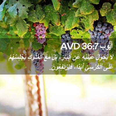 Picture 02 - أَيُّوبَ 36:7 AVD - لَا يُحَوِّلُ عَيْنَيْهِ - Bible Verse Picture